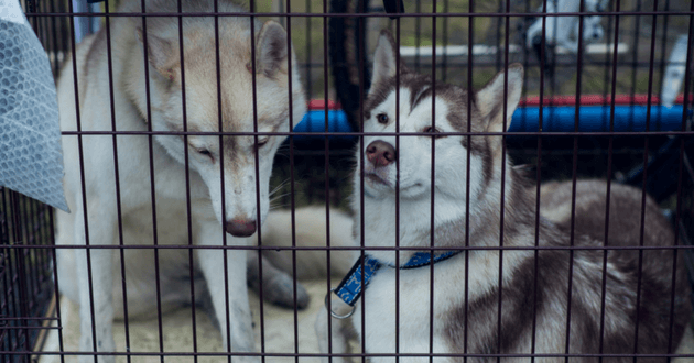 chiens voyage cage transport